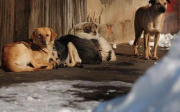 الزراعة المصرية: دعوات الامتناع عن إطعام الكلاب الضالة سلوك مخالف للشرع والقانون