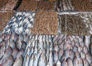 الجمبري بـ1600.. أسعار الأسماك غدا بأسواق دمياط