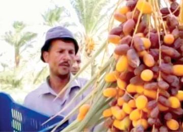 مصر تتصدر إنتاج التمور عالميا بـ١٫٩ مليون طن سنويا