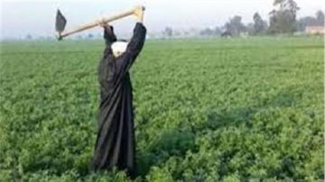 برلماني: الفلاح المصري عمود التنمية الزراعية وشريك أساسي في مضاعفة الصادرات برلماني: الفلاح المصري عمود التنمية الزراعية وشريك أساسي في مضاعفة الصادرات