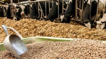 لملاحقة محتكري الأعلاف.. وزير الزراعة يوجه بتكثيف الحملات على المخازن والأسواق لملاحقة محتكري الأعلاف.. وزير الزراعة يوجه بتكثيف الحملات على المخازن والأسواق