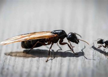 منها السكر والصابون .. 6 طرق طبيعية لطرد الذباب من منزلك نهائيا منها السكر والصابون .. 6 طرق طبيعية لطرد الذباب من منزلك نهائيا