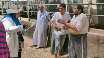 الدقهلية: تحصين 157 ألف رأس ماشية ضد مرض الحمى القلاعية بلقاح sat1