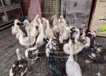 أسعار الفراخ البيضاء وكرتونة البيض غدا بدمياط