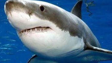 رعب على شواطئ أشدود.. أسماك القرش تجبر إسرائيل على رفع الرايات السوداء شاهد