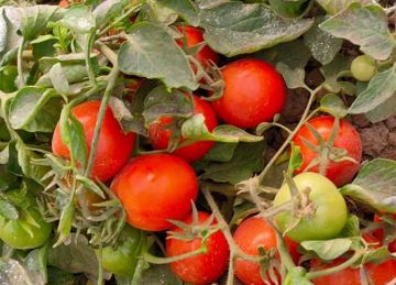 تقرير لوزارة الزراعة يكشف 6 أسباب وراء ارتفاع أسعار الطماطم (تفاصيل)