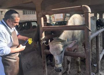 تحصين 76 ألف رأس ماشية ضد فيروس SAT-1 بأسيوط تحصين 76 ألف رأس ماشية ضد فيروس SAT-1 بأسيوط