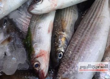 أسعار الأسماك اليوم بـ أسواق محافظة دمياط