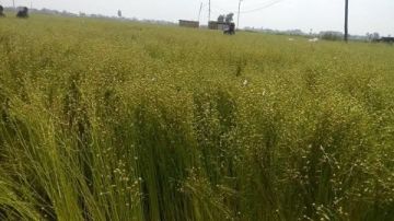 زراعة الشرقية تنفذ ندوة إرشادية للنهوض بمحصول الكتان زراعة الشرقية تنفذ ندوة إرشادية للنهوض بمحصول الكتان