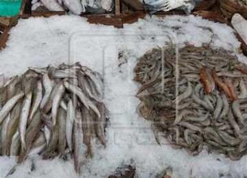 سعر السمك المرجان والبلطي والجمبري بالأسواق اليوم الأحد 7 سبتمبر 2025