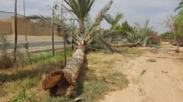 غرامة 5 آلاف جنيه عقوبة قطع الأشجار و النخيل طبقا لقانون الري غرامة 5 آلاف جنيه عقوبة قطع الأشجار و النخيل طبقا لقانون الري