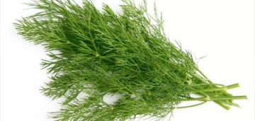 ماذا يحدث عند إضافة الشبت للسلطة