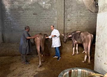 تحصين 195 ألف رأس ماشية ضد الحمى القلاعية في الدقهلية