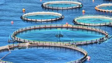 حظر إقامة مزارع أو أقفاص سمكية بالمجاري المائية طبقا لقانون الري