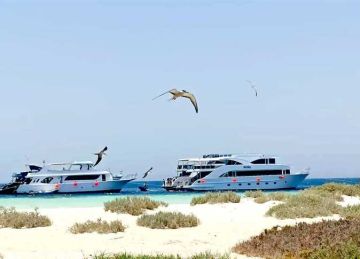  حماطة تنوع طبيعي للحياة البرية والبحرية يجذب السائحين للغوص ومغامرات السفاري