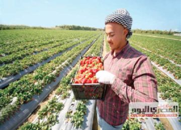 7.2 مليون طن.. وزير الزراعة يعلن تحقيق الصادرات الزراعية رقما جديدا