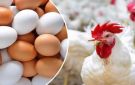 بكام الفراخ النهارده؟.. أسعار الدواجن وكرتونة البيض في أسواق الشرقية الأربعاء 3-9-2025 - eg