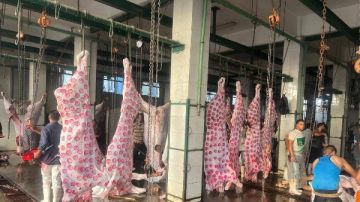 الزراعة: المجازر استقبلت 705 ألف رأس ماشية خلال النصف الثاني من 2025