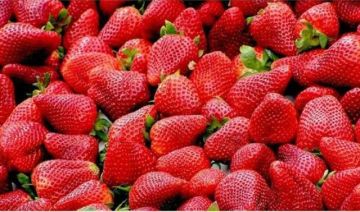 فتح السوق الأوزبكي أمام صادرات مصر من الفراولة الطازجة