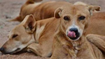 مليار و700 مليون تكلفة علاج السعار.. كيف تواجه الدولة أزمة الكلاب الضالة؟