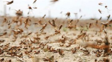 الزراعة تكشف حقيقة ظهور جراد صحراوي بـ بئر العبد في سيناء الزراعة تكشف حقيقة ظهور جراد صحراوي بـ بئر العبد في سيناء