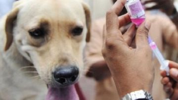 الخدمات البيطرية تكشف لـ صدى البلد أسرار تصدير دماء الكلاب للخارج