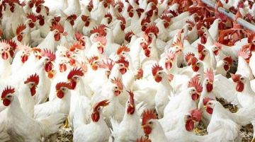  العالمية للصحة الحيوانية تعتمد 22 منشأة دواجن خالية من إنفلونزا الطيور في مصر