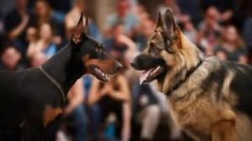 الفلاحين تكشف سرا خطيرا وراء شراسة بعض الكلاب الضالة وحوادث العقر الفلاحين تكشف سرا خطيرا وراء شراسة بعض الكلاب الضالة وحوادث العقر