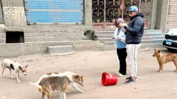 بعد مقترح تصدير الكلاب الضالة.. علماء الأزهر يوضحون الحكم الشرعي