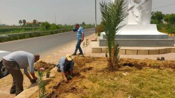 رئيس مدينة السنطة : غرس 150 شجرة مثمرة وزينة لدعم البيئة