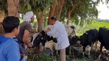الحملة الاستثنائية ضد الحمى القلاعية تحصن 44 ألف رأس ماشية بالمنيا الحملة الاستثنائية ضد الحمى القلاعية تحصن 44 ألف رأس ماشية بالمنيا