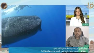  العملاق اللطيف .. أستاذ بالمعهد القومي لعلوم البحار يكشف أسرار القرش الحوتي