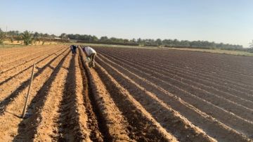 نجاح أول تجربة لزراعة فول الصويا بالوادي الجديد لتقليل الفجوة الاستيرادية بالوادي الجديد