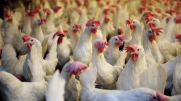 أسعار الدواجن تتراجع.. والتموين تكثف الحملات لضبط الأسواق قبل رمضان أسعار الدواجن تتراجع.. والتموين تكثف الحملات لضبط الأسواق قبل رمضان