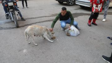 الزراعة تبدأ تعقيم وتحصين الكلاب بمنطقة عين شمس