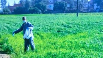 زراعة كفر الشيخ تكثف جهودها خلال حملة حماية القمح من القوارض زراعة كفر الشيخ تكثف جهودها خلال حملة حماية القمح من القوارض