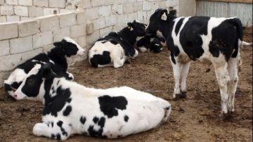 لبنان يواصل حملة وطنية لتحصين المزارع ضد الحمى القلاعية