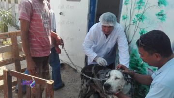 محافظة الجيزة تعلن 32 مركزا للوقاية من السعار