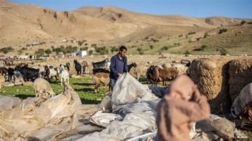 نزوح البدو من الضفة الغربية تحت وطأة عنف المستوطنين نزوح البدو من الضفة الغربية تحت وطأة عنف المستوطنين