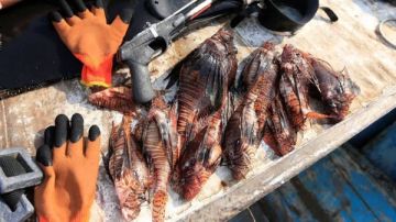 استقرار كبير.. أسعار الأسماك اليوم الإثنين استقرار كبير.. أسعار الأسماك اليوم الإثنين