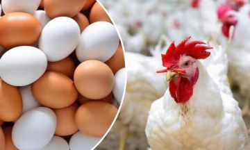 بحلول شهر رمضان.. هل تشهد أسعار البيض والفراخ زيادات جديدة؟