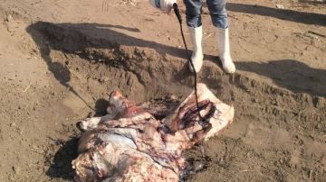 صديد وخراريج بالذ.بيحة.. إعد.ام نصف جاموسة قبل بيعها للمواطنين بقها.. صور