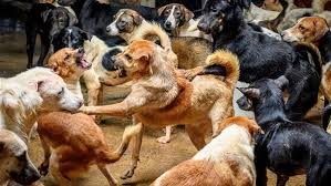 تعقيم الإناث.. الزراعة تكشف الحل الأكثر فاعلية للسيطرة على الكلاب الضالة تعقيم الإناث.. الزراعة تكشف الحل الأكثر فاعلية للسيطرة على الكلاب الضالة