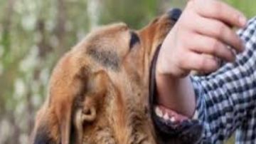 الكلاب الضالة خطة حكومية شاملة لمواجهة خطر السعار.. تفاصيل