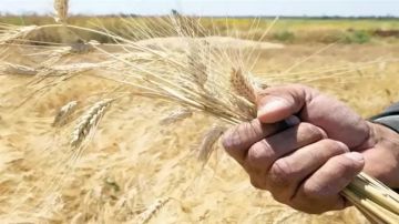 وزير الزراعة: نستهدف رفع إنتاج القمح المحلي إلى 11 مليون طن