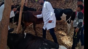 الخدمات البيطرية: الوضع مستقر والحمى القلاعية تحت السيطرة واللقاحات متوفرة وآمنة الخدمات البيطرية: الوضع مستقر والحمى القلاعية تحت السيطرة واللقاحات متوفرة وآمنة