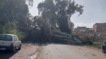 سقوط الأشجار على الطرق في دمياط بسبب شدة الرياح