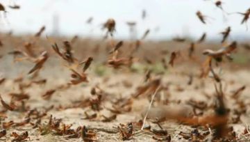 مخاوف في مصر من الجراد.. وبيان رسمي يكشف التفاصيل مخاوف في مصر من الجراد.. وبيان رسمي يكشف التفاصيل