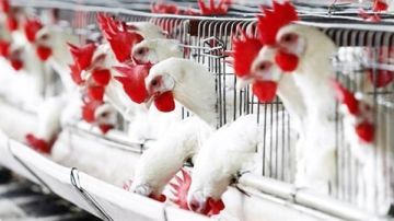 الكيلو بكام النهاردة.. أسعار الفراخ البيضاء اليوم في بورصة الدواجن