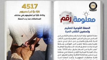 تحصين 4517 كلبا ضد مرض السعار وتعقيم 445.. إنفوجراف تحصين 4517 كلبا ضد مرض السعار وتعقيم 445.. إنفوجراف